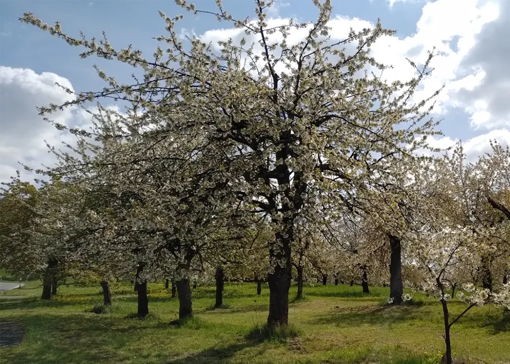 Cherry Tree Hike to Pretzfeld Keller