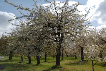 Cherry tree, Pretzfeld