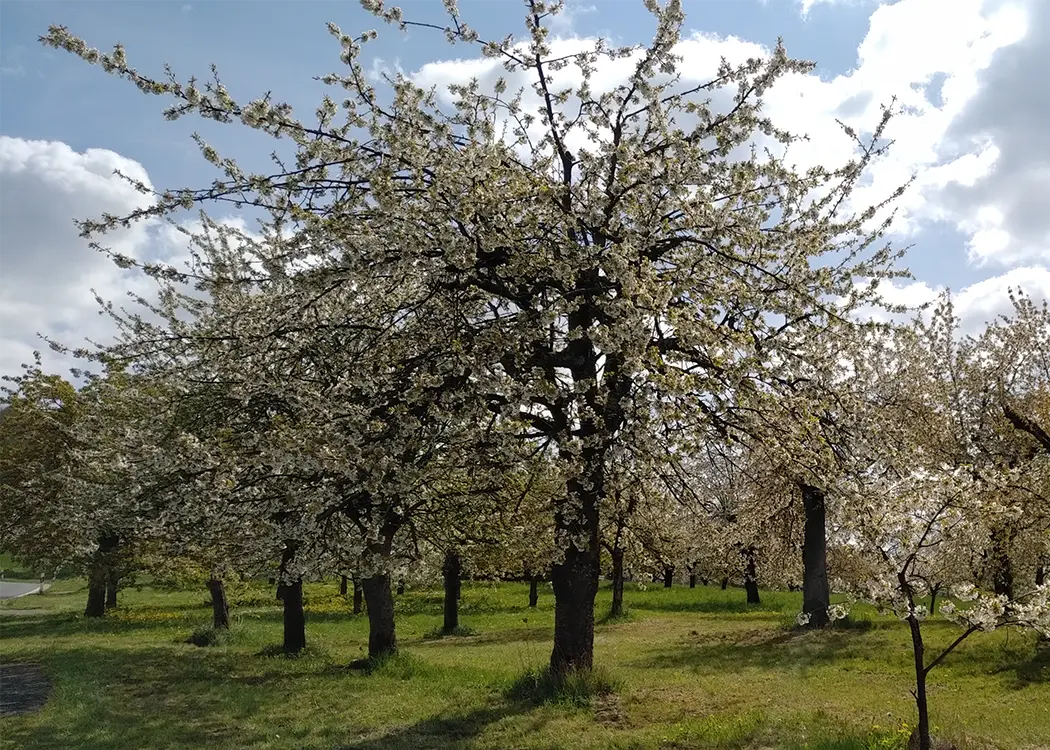 Cherry tree, Pretzfeld