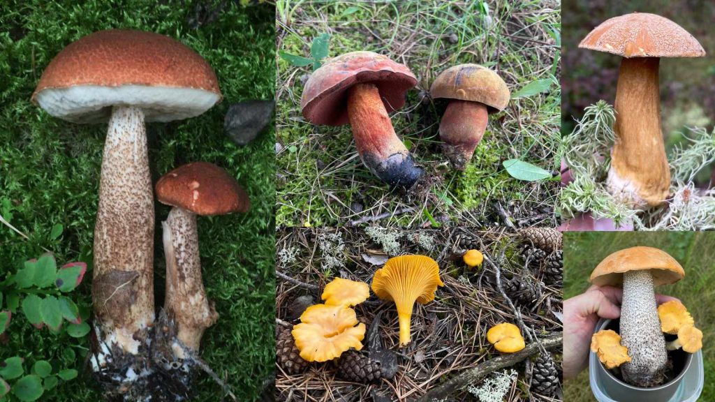 Forest Foraging: Guided Mushroom Hike